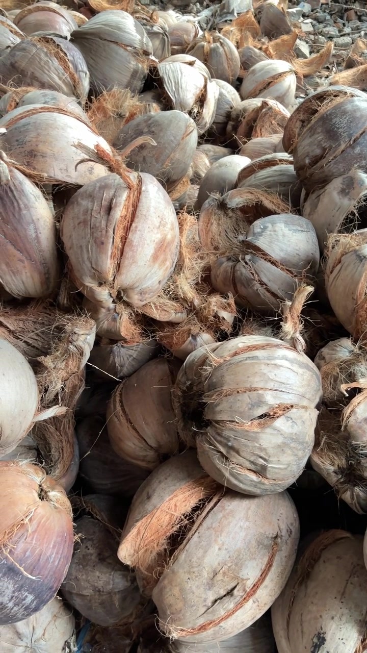 Grande mucchio di noci di cocco con fibre di cocco esposte