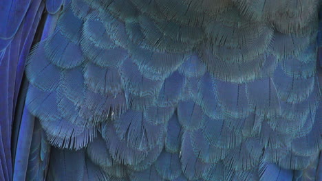 closeup of the feathers of a lear`s blue macaw