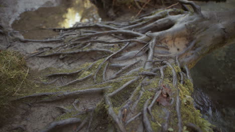 primer plano de raíces húmedas y suelo fangoso con musgo cerca del río