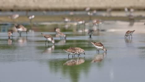 Una-Bandada-Alimentándose-Mientras-La-Cámara-Sigue,-Cuello-Rojo-Stint-Calidris-Ruficollis,-Tailandia