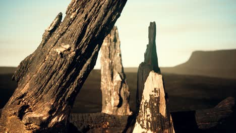 logs and trunks after the forest fire