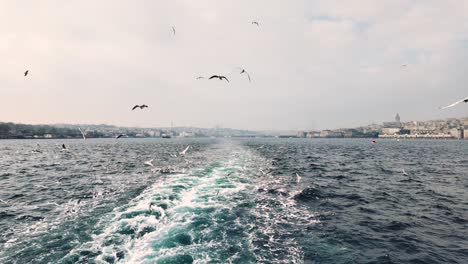slow-motion view of seagulls over the sea filmed in istanbul turkey