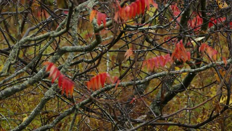 thrush bird on tree branch of rainy autumn day with wet leaves