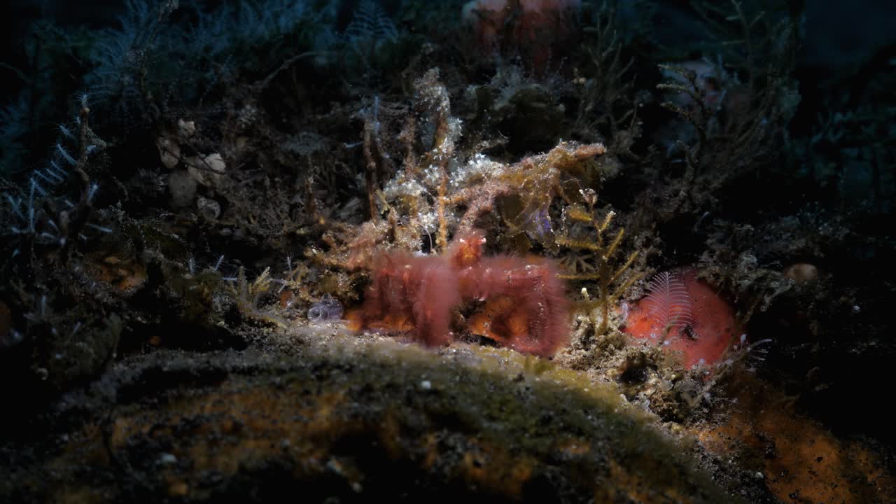 오랑우탄 게는 음식을 찾아 부드러운 산호 숲을 천천히 움직입니다.