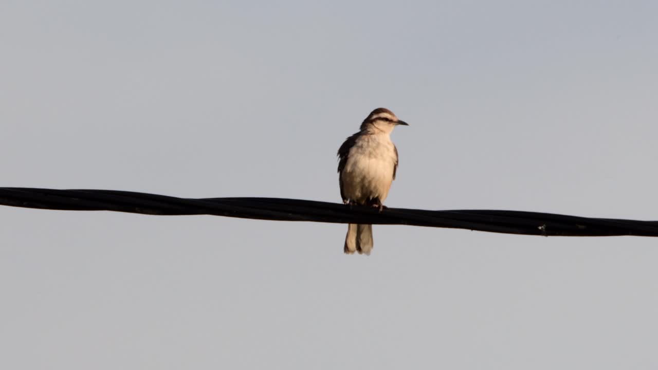 케이블에 앉아 카메라를 바라보고 있는 백악색 흉내지빠귀