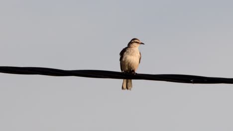 chalk-browed mockingbird perched on a cable looking at camera, then turning