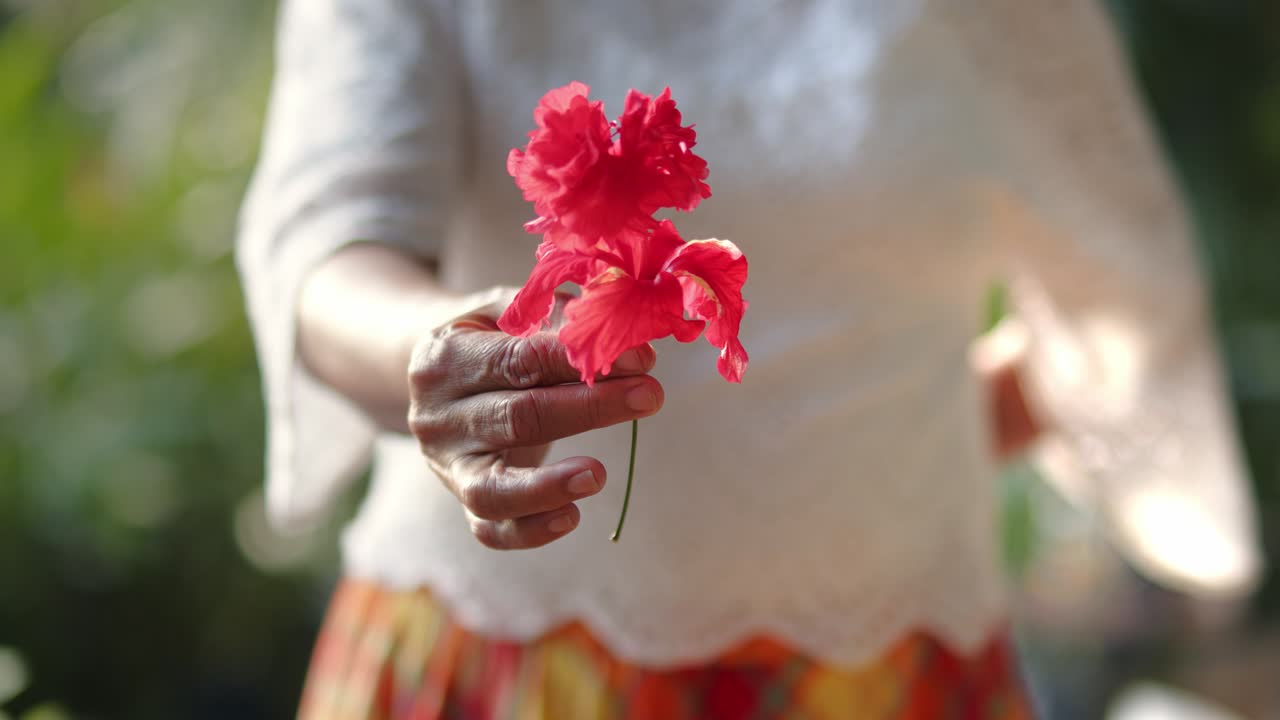 mujer sosteniendo una flor de hibisco rojo el capitolio - de cerca