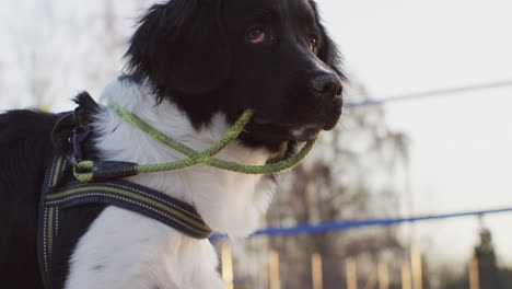 Close-up-of-black-and-white-cute-young-rare-Stabyhoun-Stabij-pure-breed-puppy-dog-looking-thoughtfully-into-the-far-distance-thinking-and-observing-with-leash-in-his-teeth-mouth-then-looks-at-camera