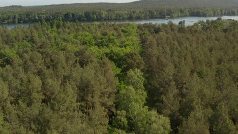 Luftaufnahme:-Langsamer-Flug-über-Sattgrüne-Waldwipfel-In-Deutschland-Europäische-Wälder-In-Wunderschönen-Grünen-Farbtönen
