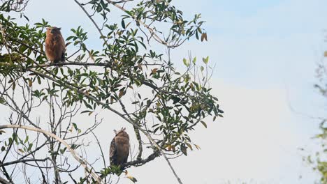 Madre-Lechuza-Mira-Hacia-Abajo-Y-Hacia-Su-Derecha-Mientras-Que-El-Polluelo-De-Arriba-Siente-Curiosidad-Por-Su-Nuevo-Mundo,-Buffy-Fish-Owl-Ketupa-Ketupu,-Parque-Nacional-De-Khao-Yai,-Tailandia