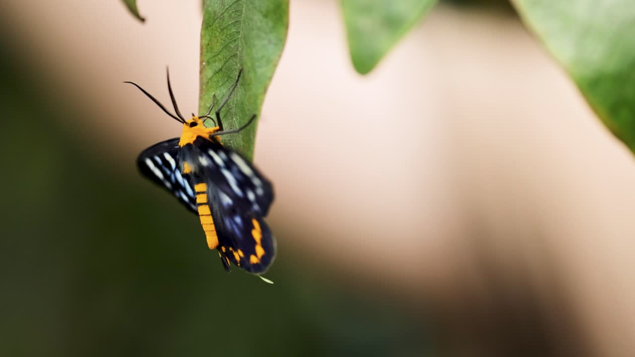 A butterfly with vibrant wings rests on a green leaf, captured in soft natural lighting, showcasing serene nature