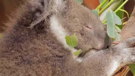 koala sleeping sitting in tree laying on branch