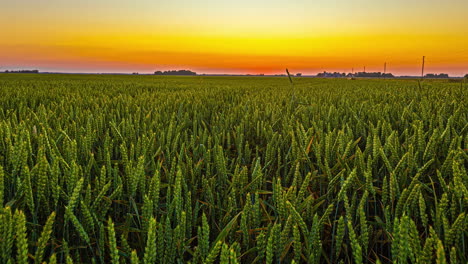 sunset over a vast green wheat field