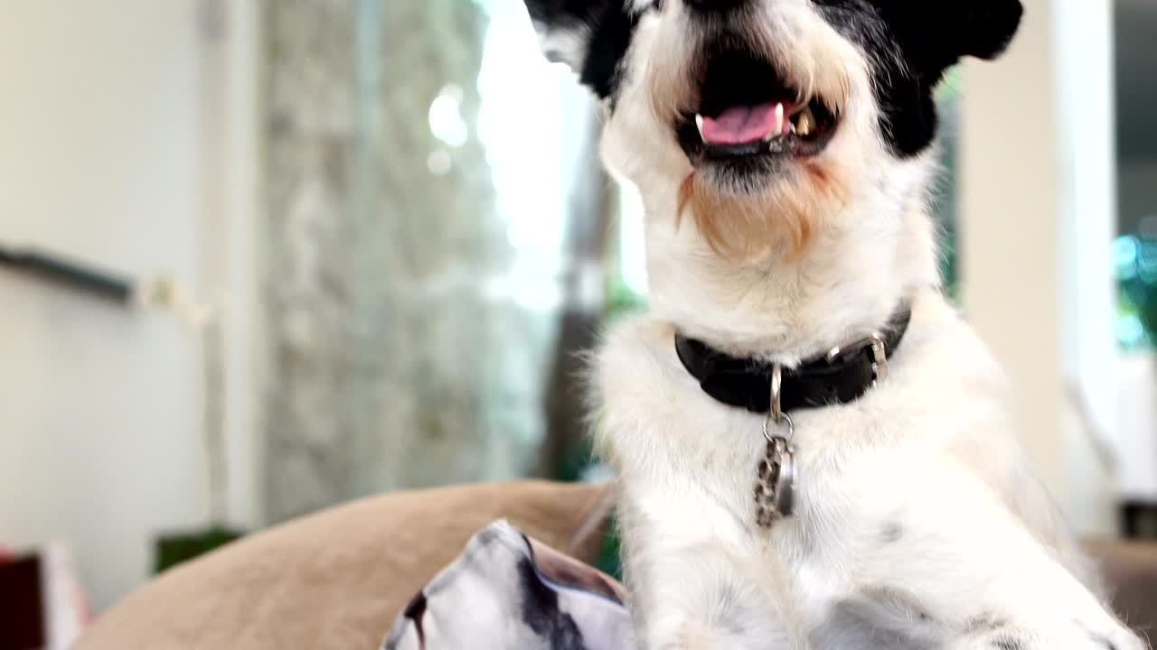 소파 에서 휴식 하는 개