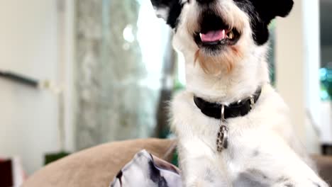 perro relajándose en el sofá