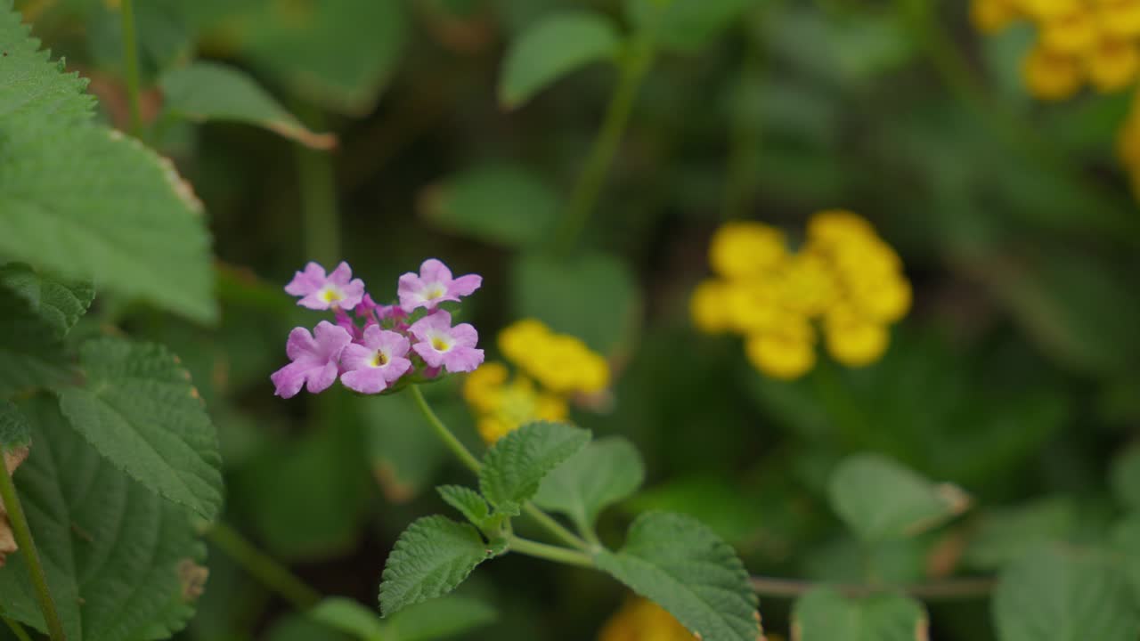Close-up of Purple and Yellow Lantana Flowers