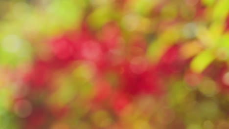 fondo de resorte abstracto con bokeh