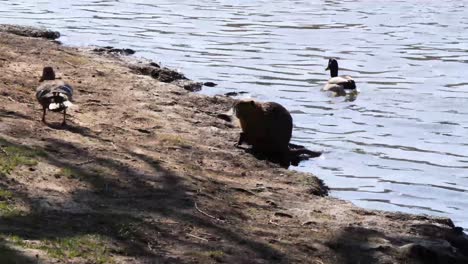 nutria and ducks on shooters island, prague