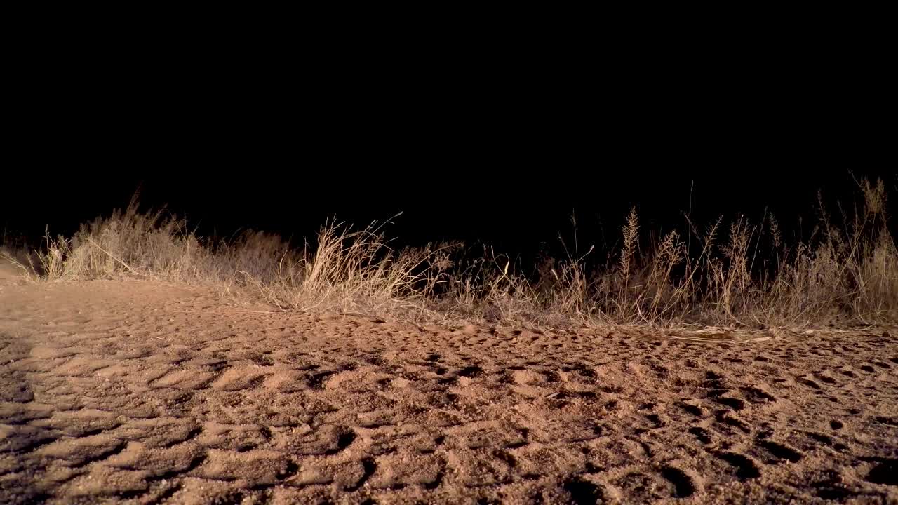 낮은 각도 부드러운 클립의 사자가 조용히 밤에 도로를 가로지르고