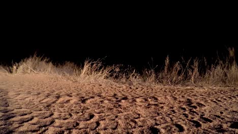 Un-Clip-Suave-De-ángulo-Bajo-De-Un-León-Cruzando-Silenciosamente-La-Carretera-Por-La-Noche