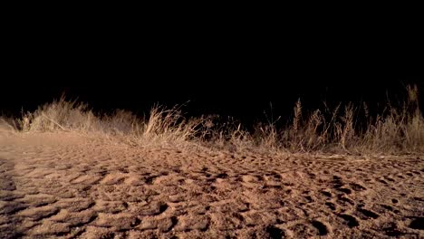 un clip suave de bajo ángulo de un león cruzando silenciosamente la carretera por la noche