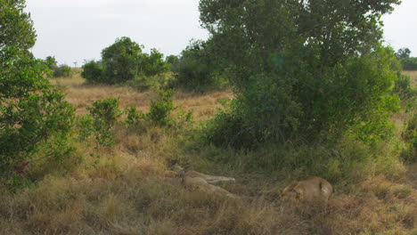 Leones-Descansando-En-Ol-Pejeta,-Kenia.-Tomas-De-Mano