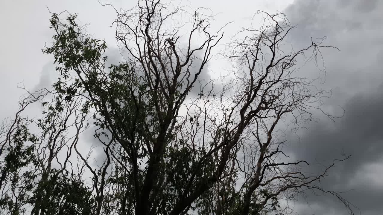 Nuvole di tempesta con grandine che si formano in un timelapse, un albero dall'aspetto molto minaccioso e spaventoso prima che piogge intense e grandinate distruttive si riversino