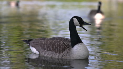 Primer-Plano-Retrato-De-Un-Pato-Nadando-En-El-Estanque