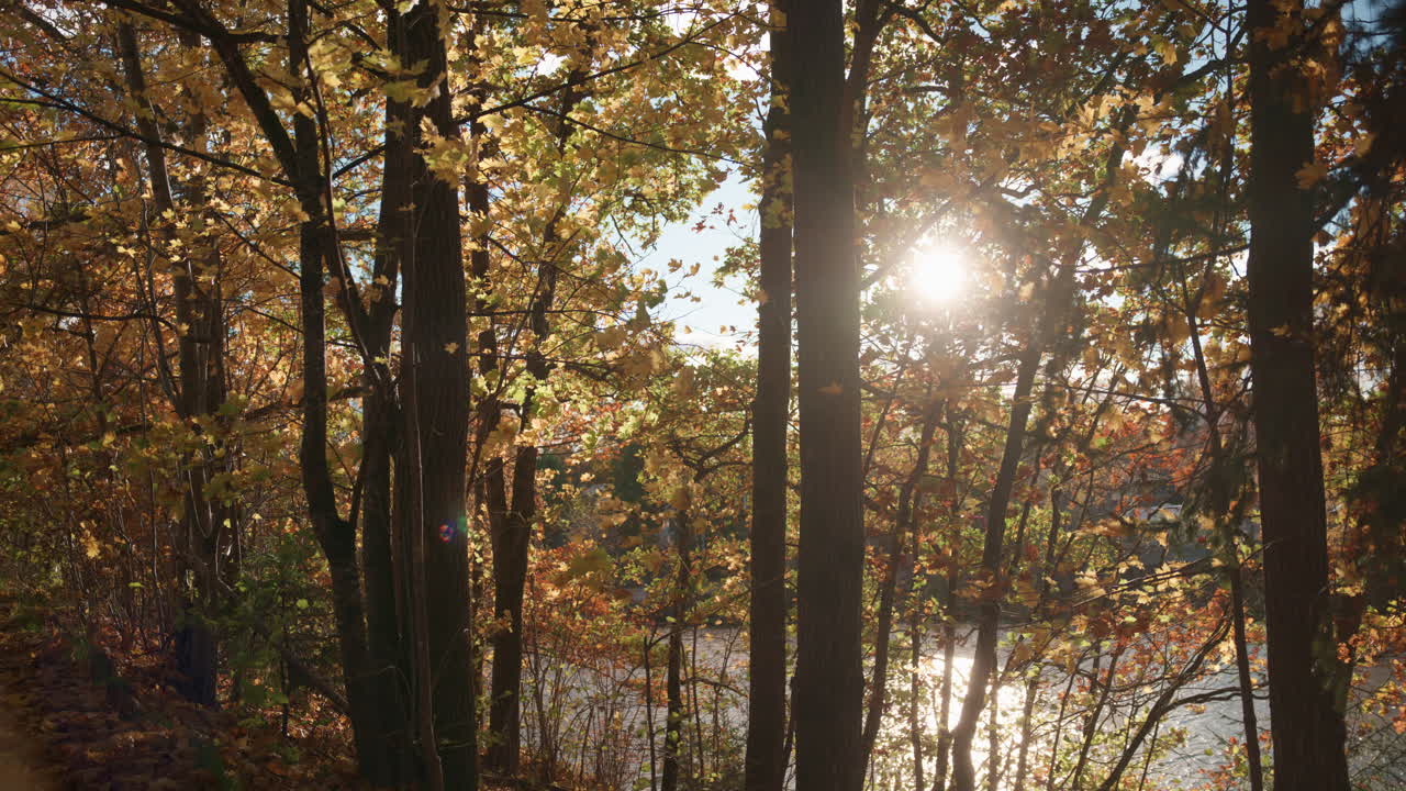 Wide shot of the sun shining through the trees and the leaves are swaying with the wind with a lake in the background