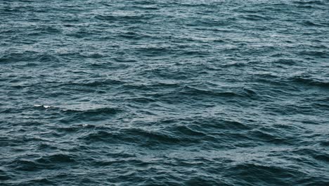 low waves and ripples on the surface of the sea