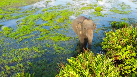 elephants in the wild in sri lanka.