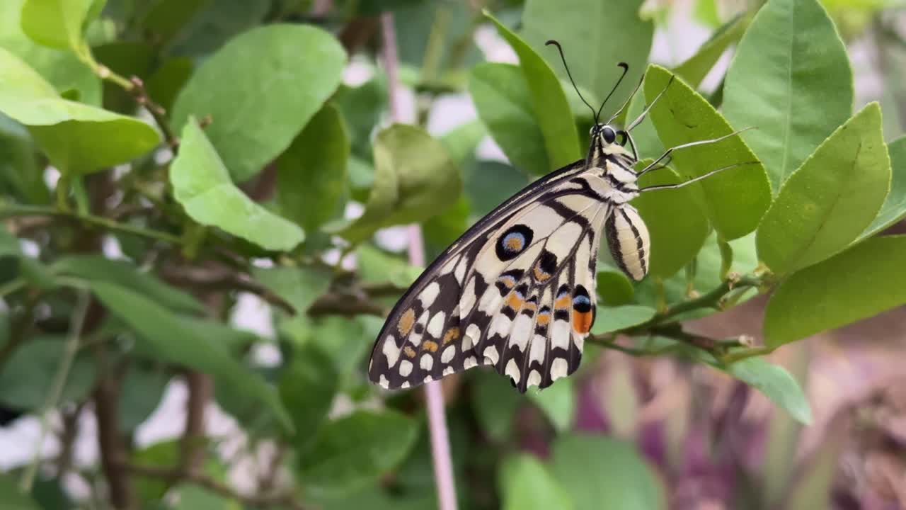 A butterfly perched on a lemon tree is a common sight, particularly if the butterfly is a Papilio demoleus, also known as the lemon butterfly or lime butterfly