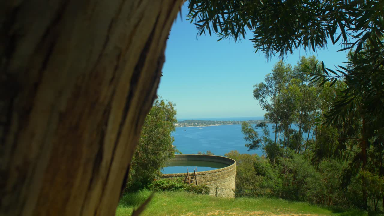 바다에 가까운 나무 영상