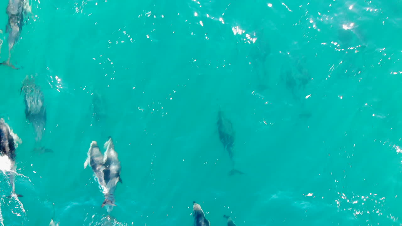 escuelas aéreas de delfines saltando disparos de drones de 4k