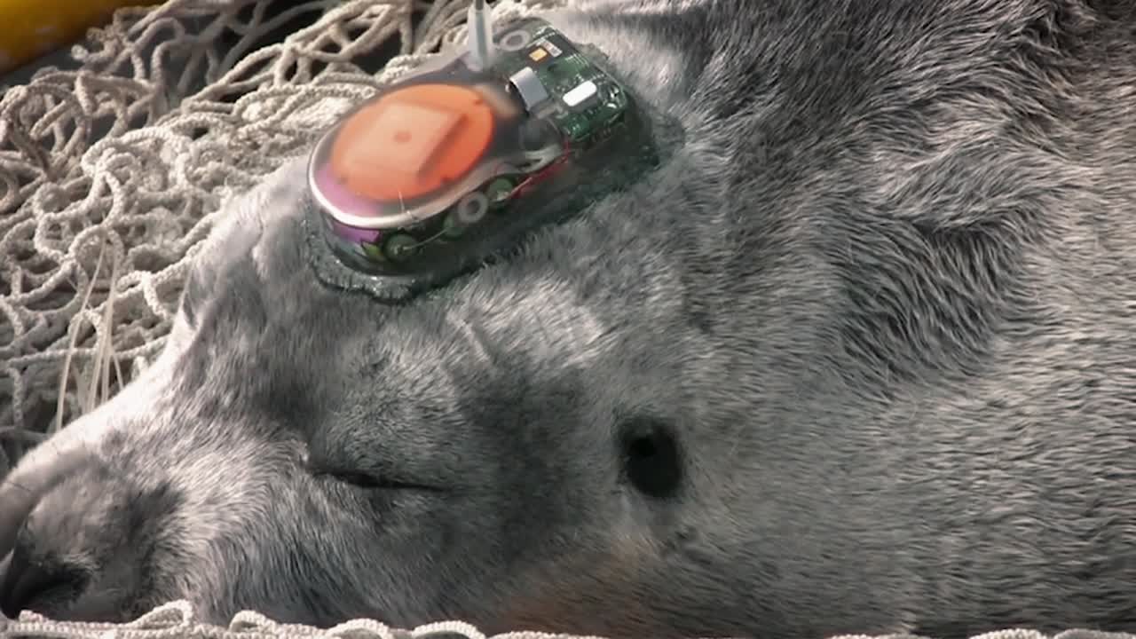 흥미로운 추적 장치가 머리에 부착된 턱수염 물개 2010년대