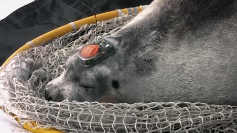 una foca barbuda con un interesante dispositivo de rastreo adjunto a su cabeza 2010s