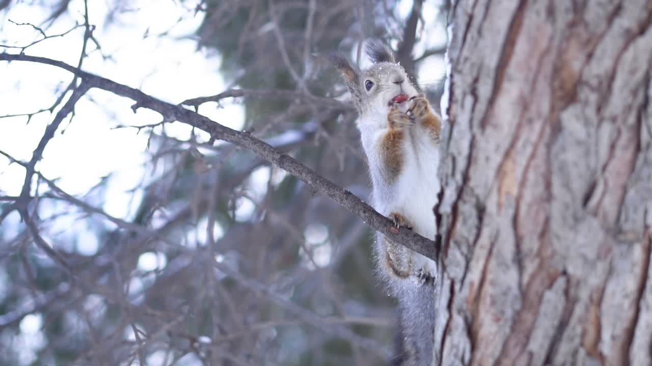 ardilla en un árbol nevado