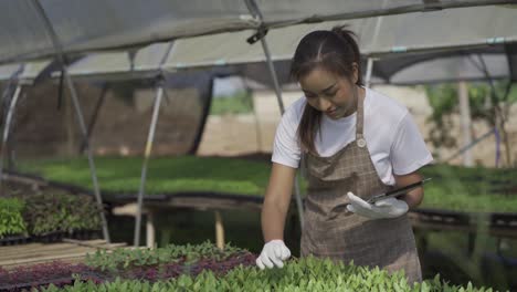 una chica asiática inteligente usa una tableta para comprobar la calidad y cantidad del huerto orgánico en las casas de jardín.