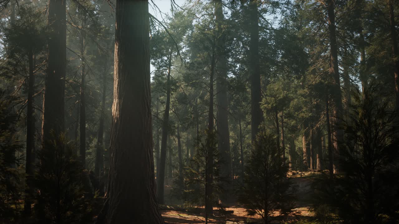 Tramonto nella Giant Forest, Parco Nazionale di Sequoia, California