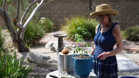A beautiful old woman gardener potting an organic tomato plant in a sunny backyard vegetable garden