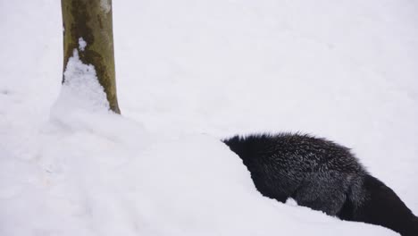 black fox making its way through snowy landscape