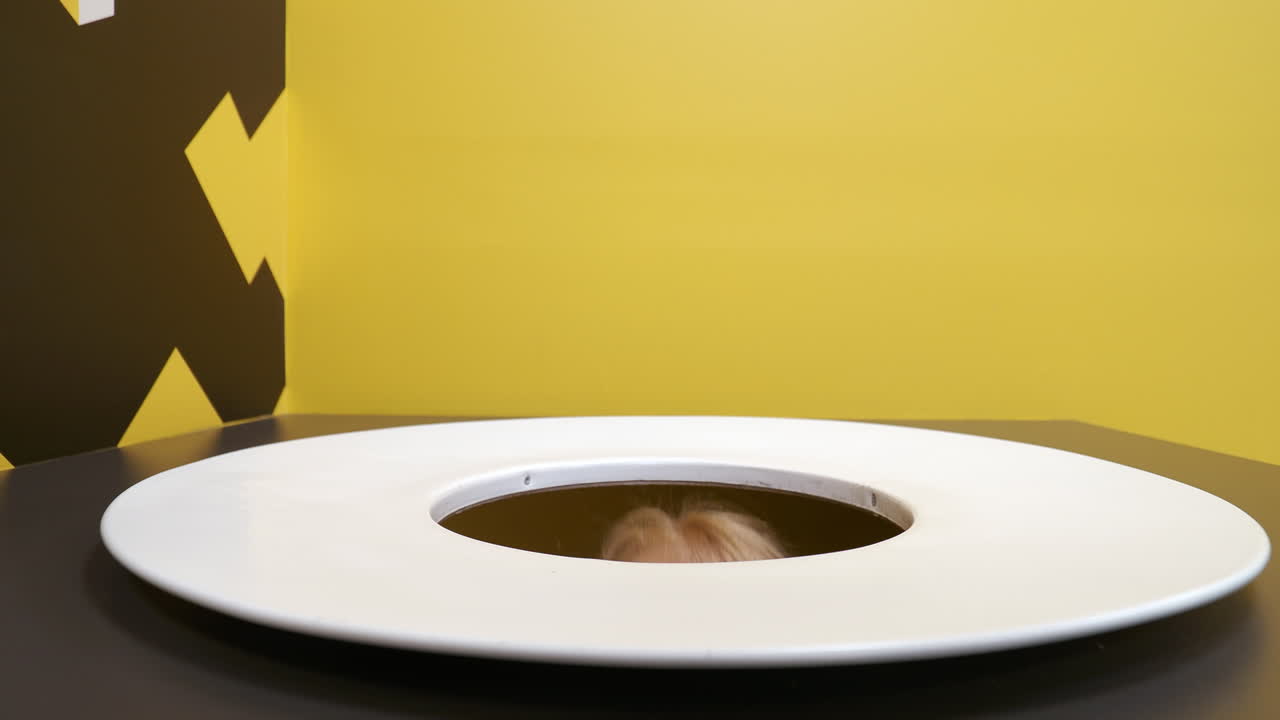 ilusión de broma con la cabeza de un niño en el plato