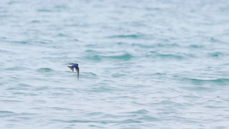 slow motion tracking shot of a barn swallow flying low above the ocean waves