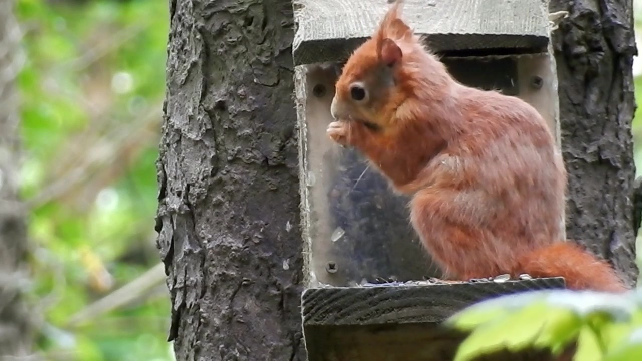 Scoiattolo rosso che mangia semi sollevando il coperchio di una mangiatoia nel bosco su un tronco d'albero in una foresta tranquilla.