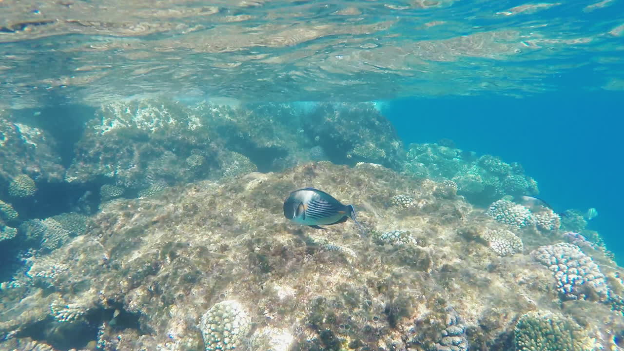 The Rich Underwater World Of The Coral Reef