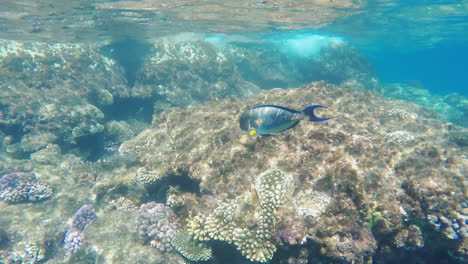 El-Rico-Mundo-Bajo-el-agua-Del-Arrecife-De-Coral