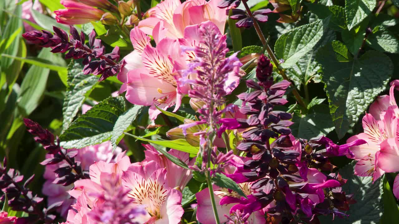 Close-up camera pan across vibrant pink and purple flowers in bright outdoor garden sunlight