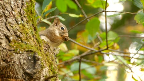 Ardilla-Mordiendo-Comida-En-Un-Tiro-Constante-En-La-Naturaleza