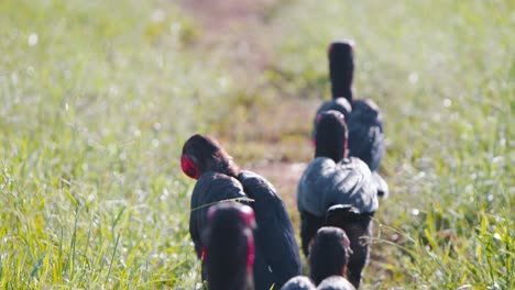 una bandada de cuernos terrestres del sur caminando en línea por un camino de tierra cubierto de hierba