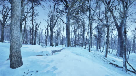 Forest-in-winter-time-at-sunset